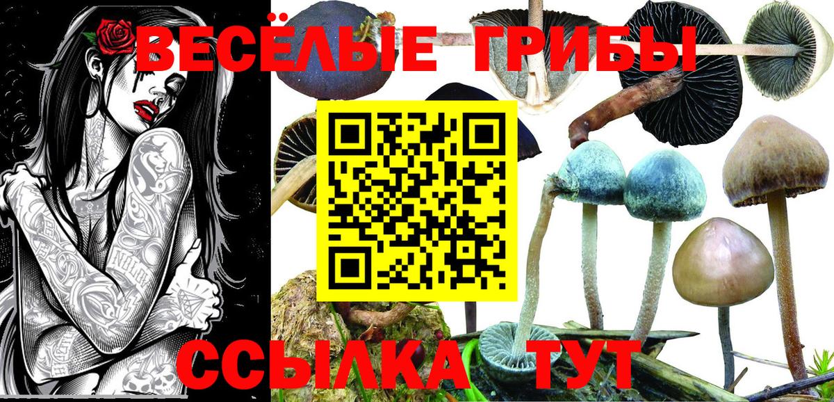 Псилоцибиновые грибы Cubensis  Вход с VPN  Дубна  Галлюциногенные грибы GOLDEN TEACHER 